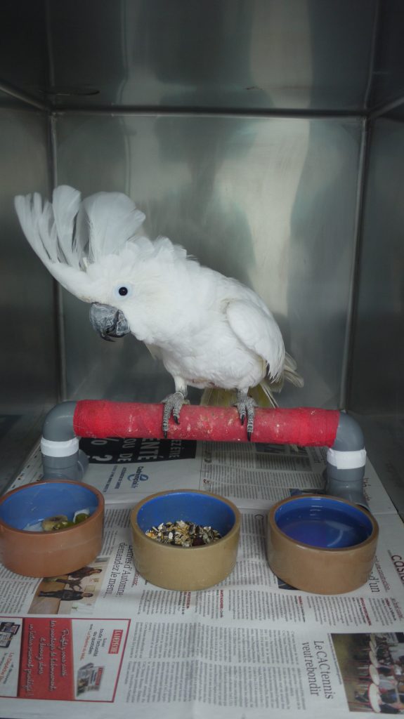 hospitalisation oiseau