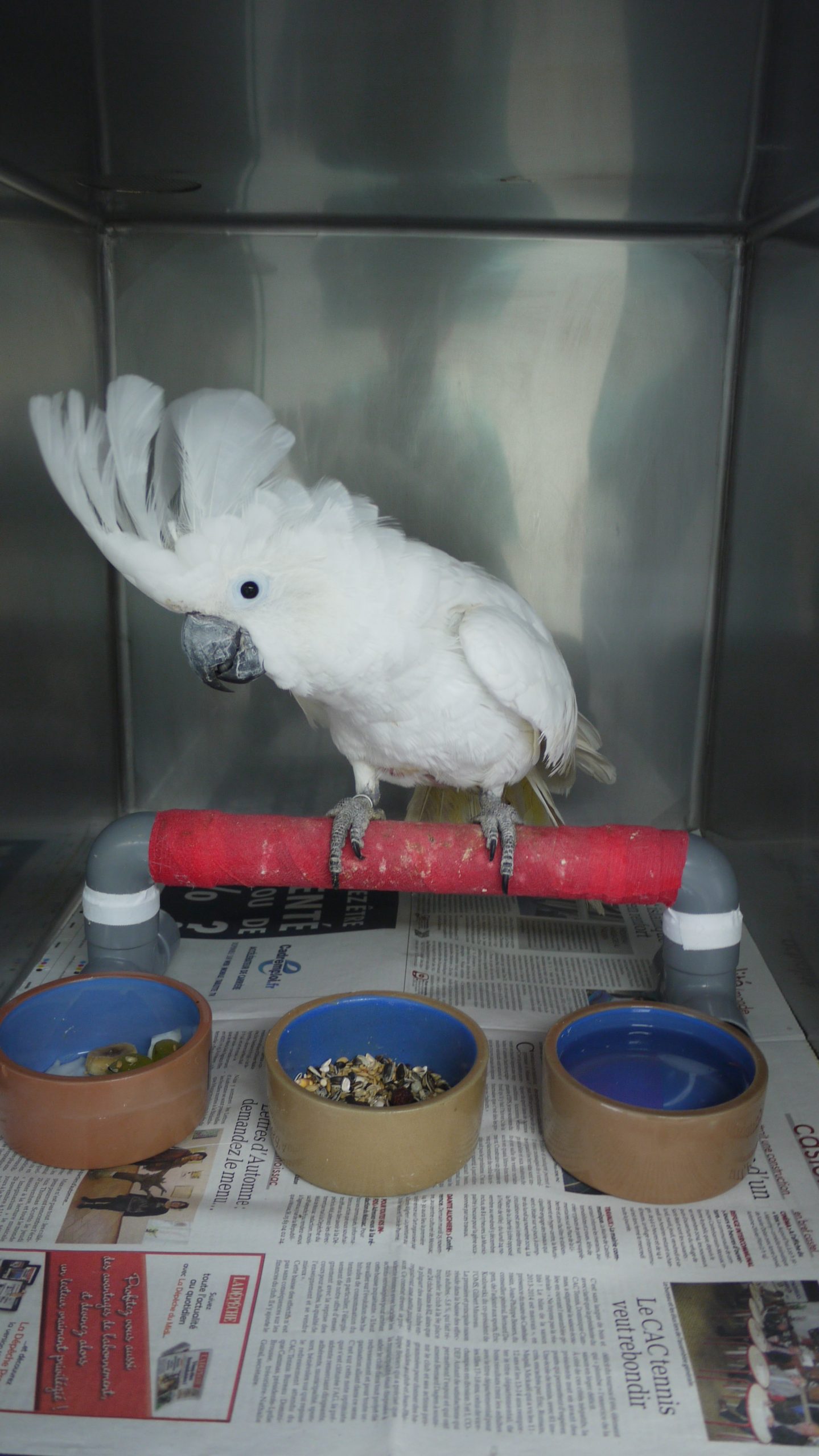 hospitalisation oiseau