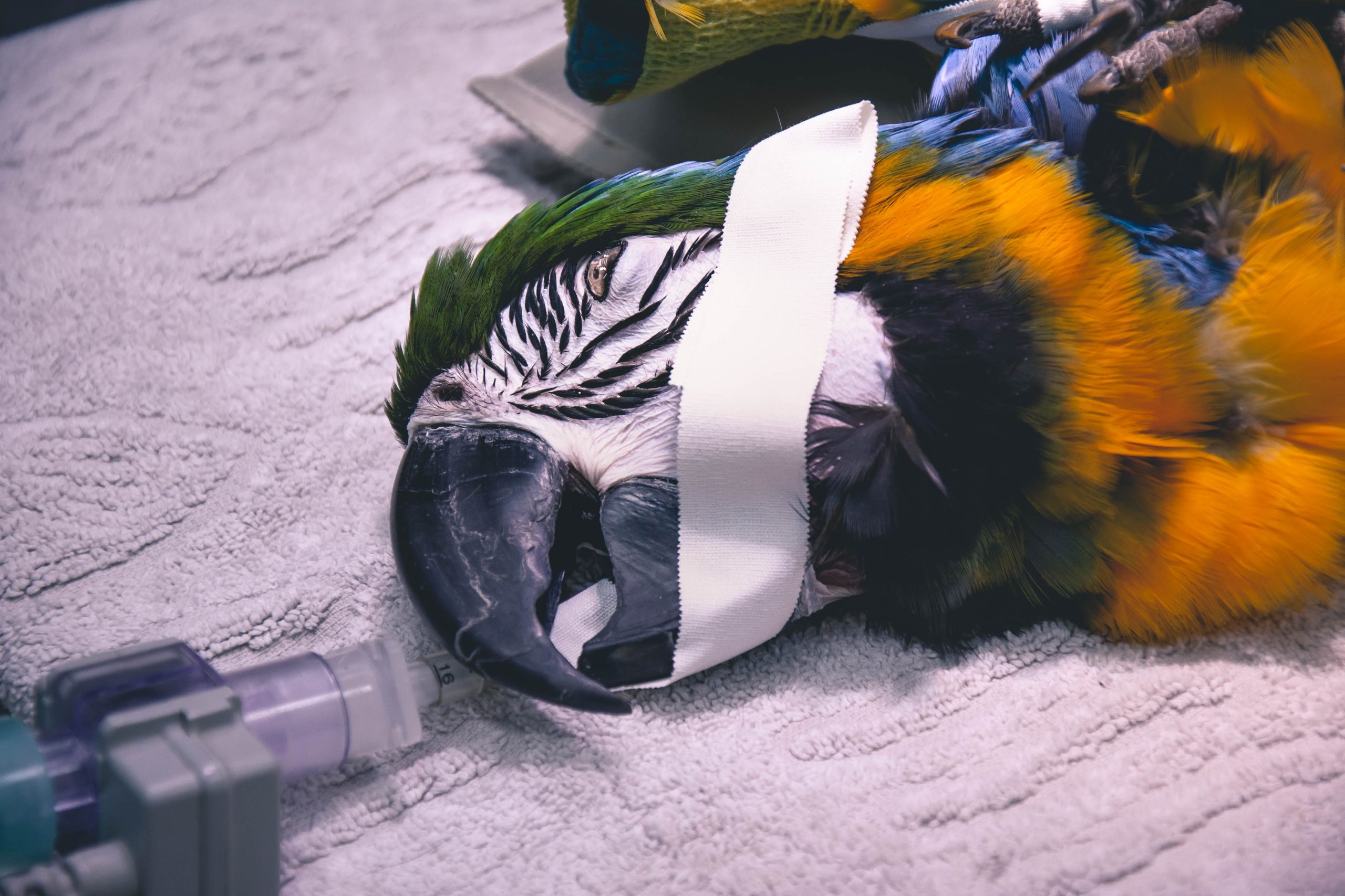 hospitalisation oiseau