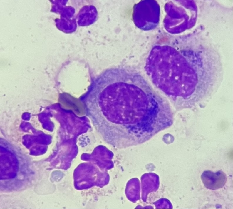 cytologie