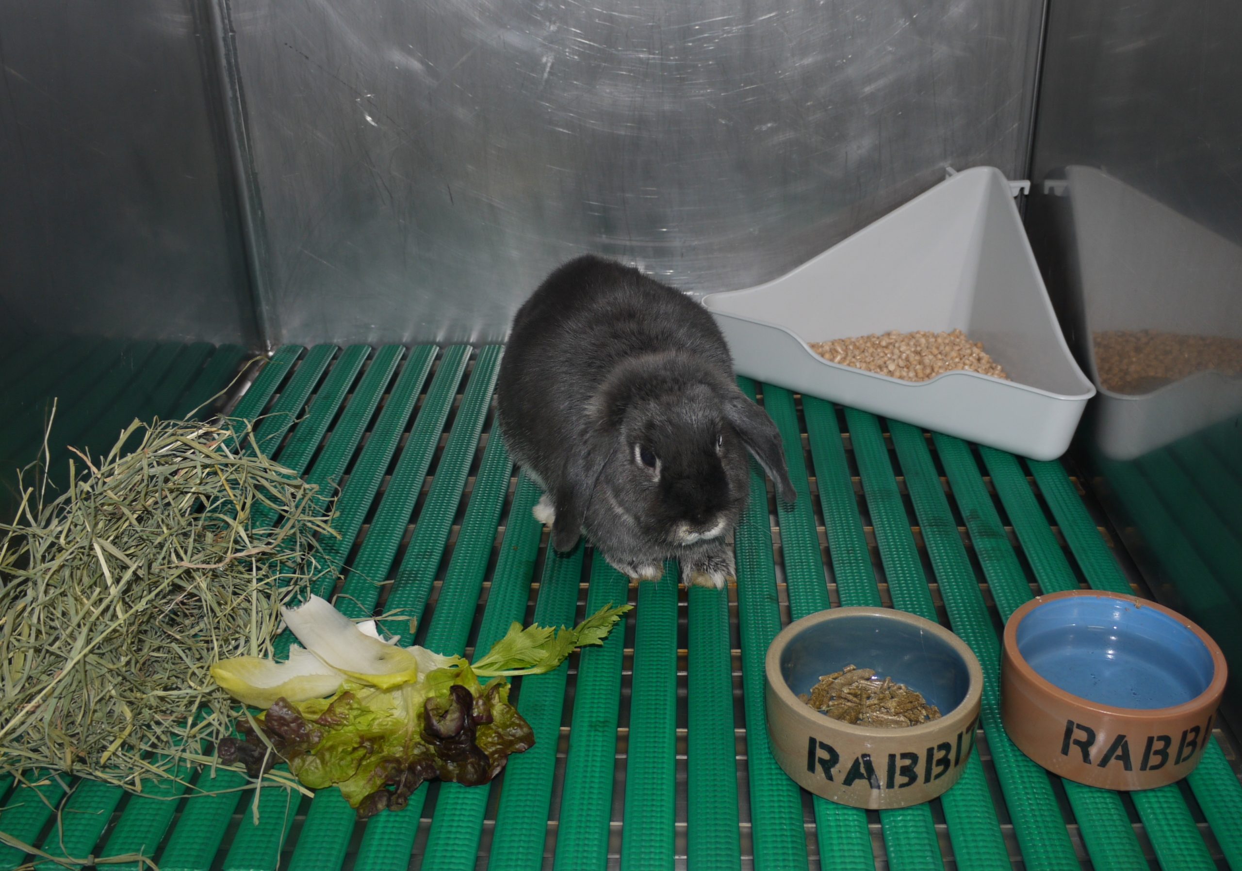 hospitalisation lapin