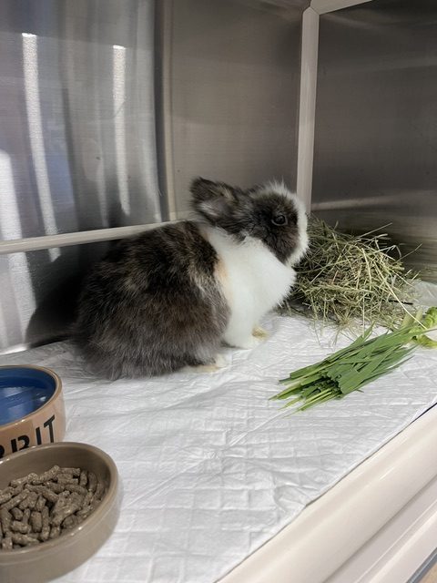 hospitalisation lapin