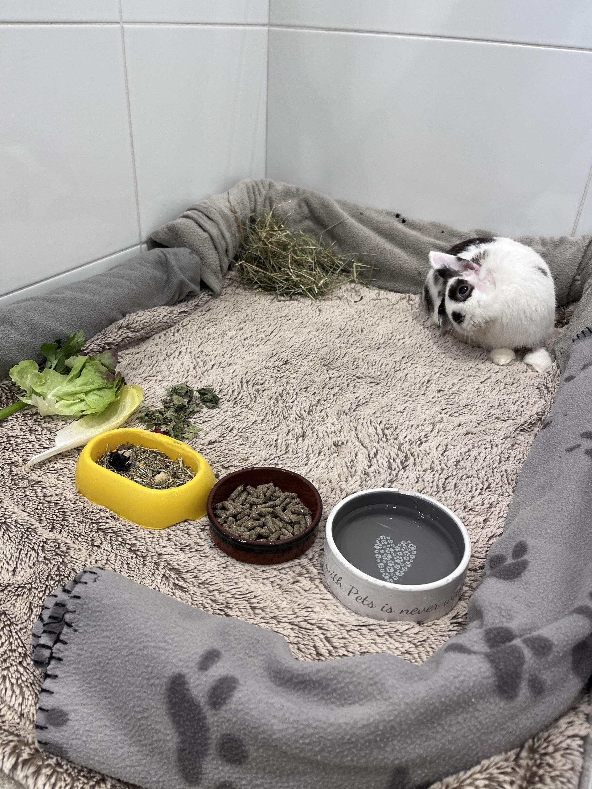 hospitalisation lapin