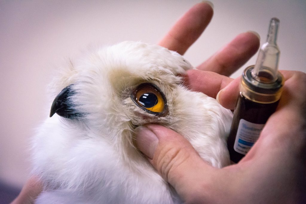 Ophtalmologie oiseau