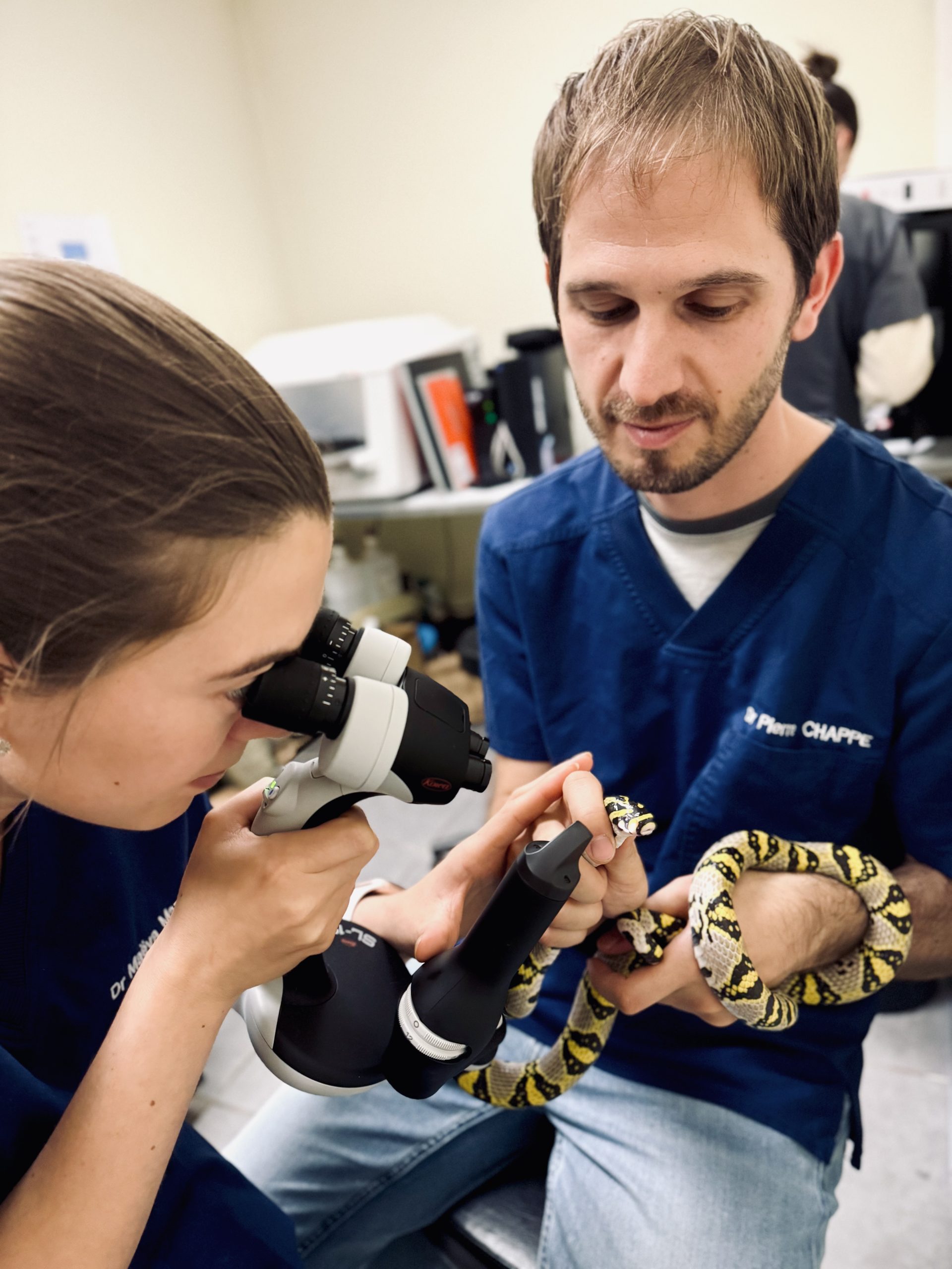 Ophtalmologie serpent