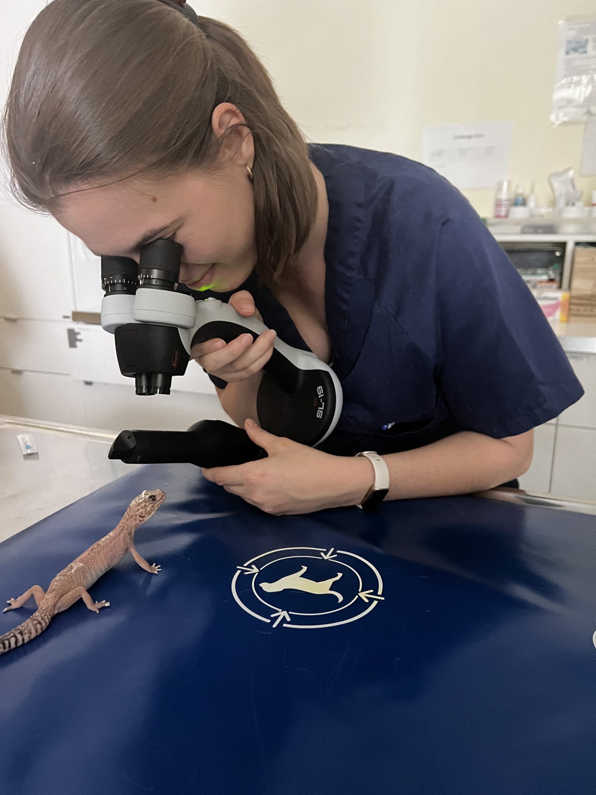 Ophtalmologie reptile