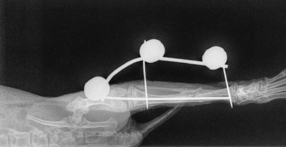 Radio fracture lapin